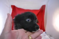 Sissy, a male Pomsky for sale in Waterloo, IL – Photo 3 of 5