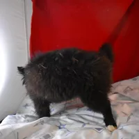 Sissy-on sale-inquire, a female Pomsky for sale in Waterloo, IL – Photo 4 of 5