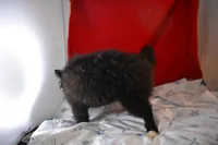 Sissy, a male Pomsky for sale in Waterloo, IL – Photo 4 of 5