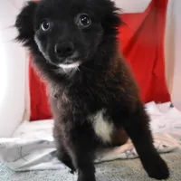 Sissy-on sale-inquire, a female Pomsky for sale in Waterloo, IL – Photo 2 of 5