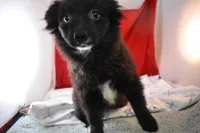 Sissy, a male Pomsky for sale in Waterloo, IL – Photo 2 of 5