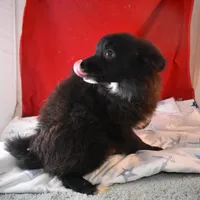 Sissy-on sale-inquire, a female Pomsky for sale in Waterloo, IL – Photo 1 of 5