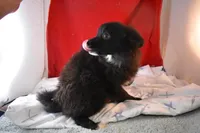 Sissy, a male Pomsky for sale in Waterloo, IL – Photo 1 of 5