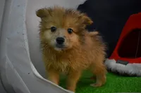 Huggy Bear-On SALE-, a male Pomeranian for sale in Waterloo, IL – Photo 5 of 5