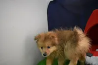 Huggy Bear-On SALE-, a male Pomeranian for sale in Waterloo, IL – Photo 3 of 5