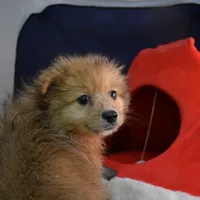 Huggy Bear-On SALE-inquire, a male Pomeranian for sale in Waterloo, IL – Photo 1 of 5