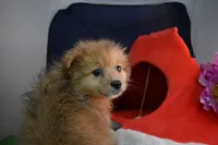 Huggy Bear-On SALE-, a male Pomeranian for sale in Waterloo, IL – Photo 1 of 5