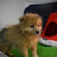 Huggy Bear-On SALE-inquire, a male Pomeranian for sale in Waterloo, IL – Photo 4 of 5