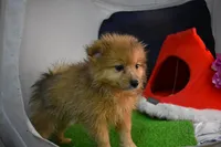 Huggy Bear-On SALE-, a male Pomeranian for sale in Waterloo, IL – Photo 4 of 5