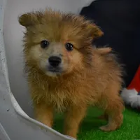 Huggy Bear-On SALE-inquire, a male Pomeranian for sale in Waterloo, IL – Photo 2 of 5