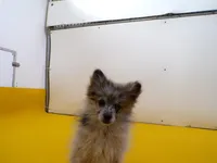 Abby, a female Pomeranian for sale in Waterloo, IL – Photo 4 of 5