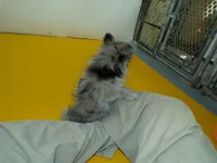 Abby, a female Pomeranian for sale in Waterloo, IL – Photo 3 of 5