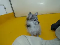 Abby, a female Pomeranian for sale in Waterloo, IL – Photo 2 of 5