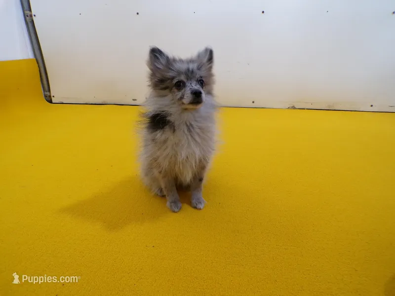 Abby – Pomeranian puppy for sale in Waterloo, IL