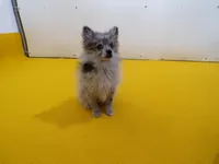 Abby, a female Pomeranian for sale in Waterloo, IL – Photo 1 of 5