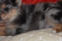 Priscilla (Prissy), a female Pomsky for sale in Waterloo, IL – 4 of 6