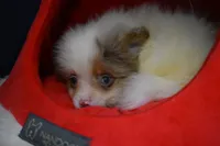 Snickers, a male Pomeranian for sale in Waterloo, IL – Photo 4 of 5