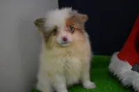 Snickers, a male Pomeranian for sale in Waterloo, IL – Photo 1 of 5