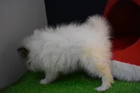 Snickers, a male Pomeranian for sale in Waterloo, IL – Photo 5 of 5