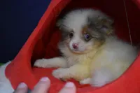 Snickers, a male Pomeranian for sale in Waterloo, IL – Photo 3 of 5