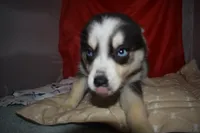 Abby, a female Pomsky for sale in Waterloo, IL – 3 of 6