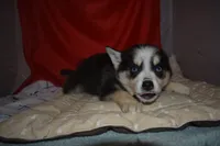Abby, a female Pomsky for sale in Waterloo, IL – 4 of 6