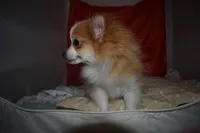 Kujo, a male Pomeranian for sale in Waterloo, IL – 2 of 7