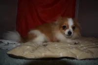Kujo, a male Pomeranian for sale in Waterloo, IL – 3 of 7