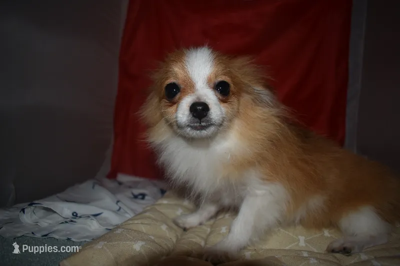 Kujo – Pomeranian puppy for sale in Waterloo, IL