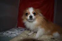 Kujo, a male Pomeranian for sale in Waterloo, IL – 1 of 7