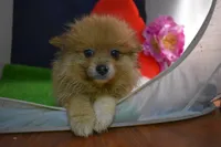 Po Bear-On SALE-, a male Pomeranian for sale in Waterloo, IL – Photo 6 of 7