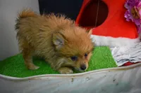 Po Bear-On SALE-, a male Pomeranian for sale in Waterloo, IL – Photo 2 of 7