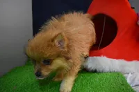 Po Bear-On SALE-, a male Pomeranian for sale in Waterloo, IL – Photo 4 of 7