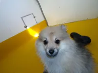 Arlo, a male Pomeranian for sale in Waterloo, IL – Photo 2 of 5