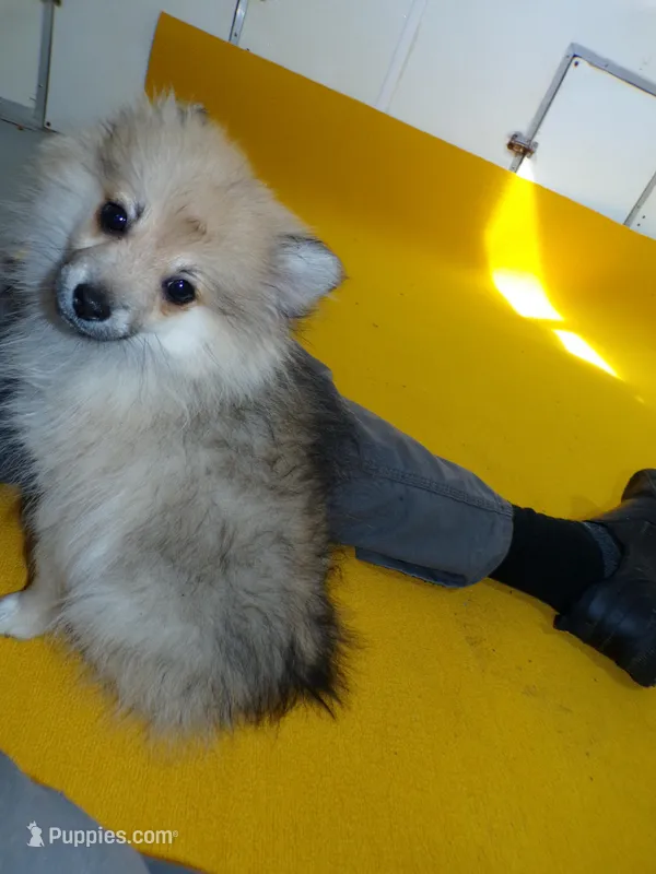 Arlo – Pomeranian puppy for sale in Waterloo, IL