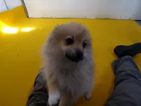 Arlo, a male Pomeranian for sale in Waterloo, IL – Photo 4 of 5