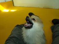 Arlo, a male Pomeranian for sale in Waterloo, IL – Photo 3 of 5