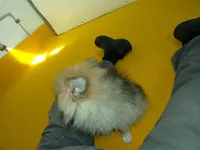 Arlo, a male Pomeranian for sale in Waterloo, IL – Photo 5 of 5