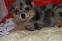 Priscilla (Prissy), a female Pomsky for sale in Waterloo, IL – 6 of 6
