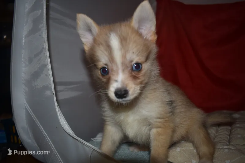 Elvis – Pomsky puppy for sale in Waterloo, IL