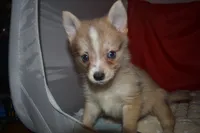 Elvis, a male Pomsky for sale in Waterloo, IL – 1 of 7