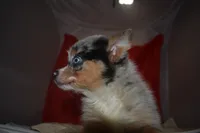 Gucci, a female Pomsky for sale in Waterloo, IL – 2 of 6