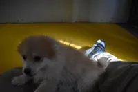 Chewey, a male Pomeranian for sale in Waterloo, IL – Photo 6 of 6