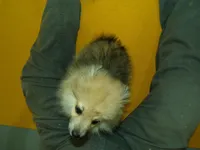 Chewey, a male Pomeranian for sale in Waterloo, IL – Photo 5 of 6