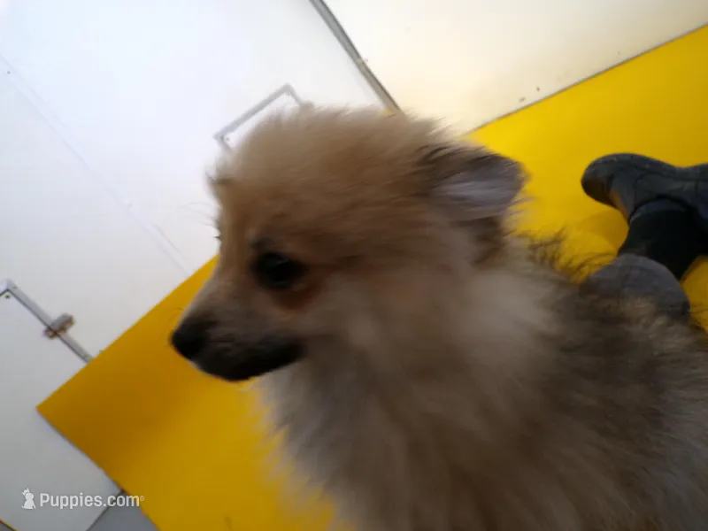 Chewey – Pomeranian puppy for sale in Waterloo, IL