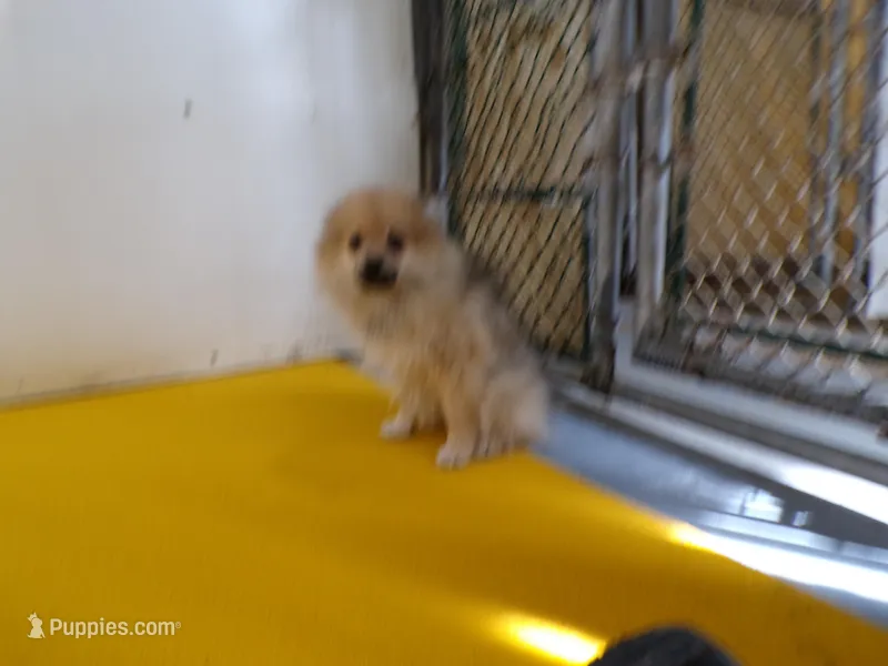 Chewey – Pomeranian puppy for sale in Waterloo, IL