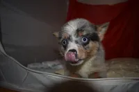 Gucci, a female Pomsky for sale in Waterloo, IL – 6 of 6