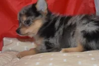Priscilla (Prissy), a female Pomsky for sale in Waterloo, IL – 2 of 6
