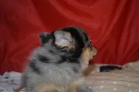 Priscilla (Prissy), a female Pomsky for sale in Waterloo, IL – 5 of 6
