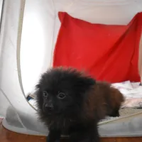 Koal-on sale- inquire, a male Pomsky for sale in Waterloo, IL – Photo 3 of 5